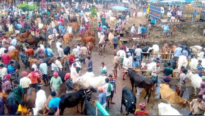 Satmile animal market in Jessore Sharsha is open again