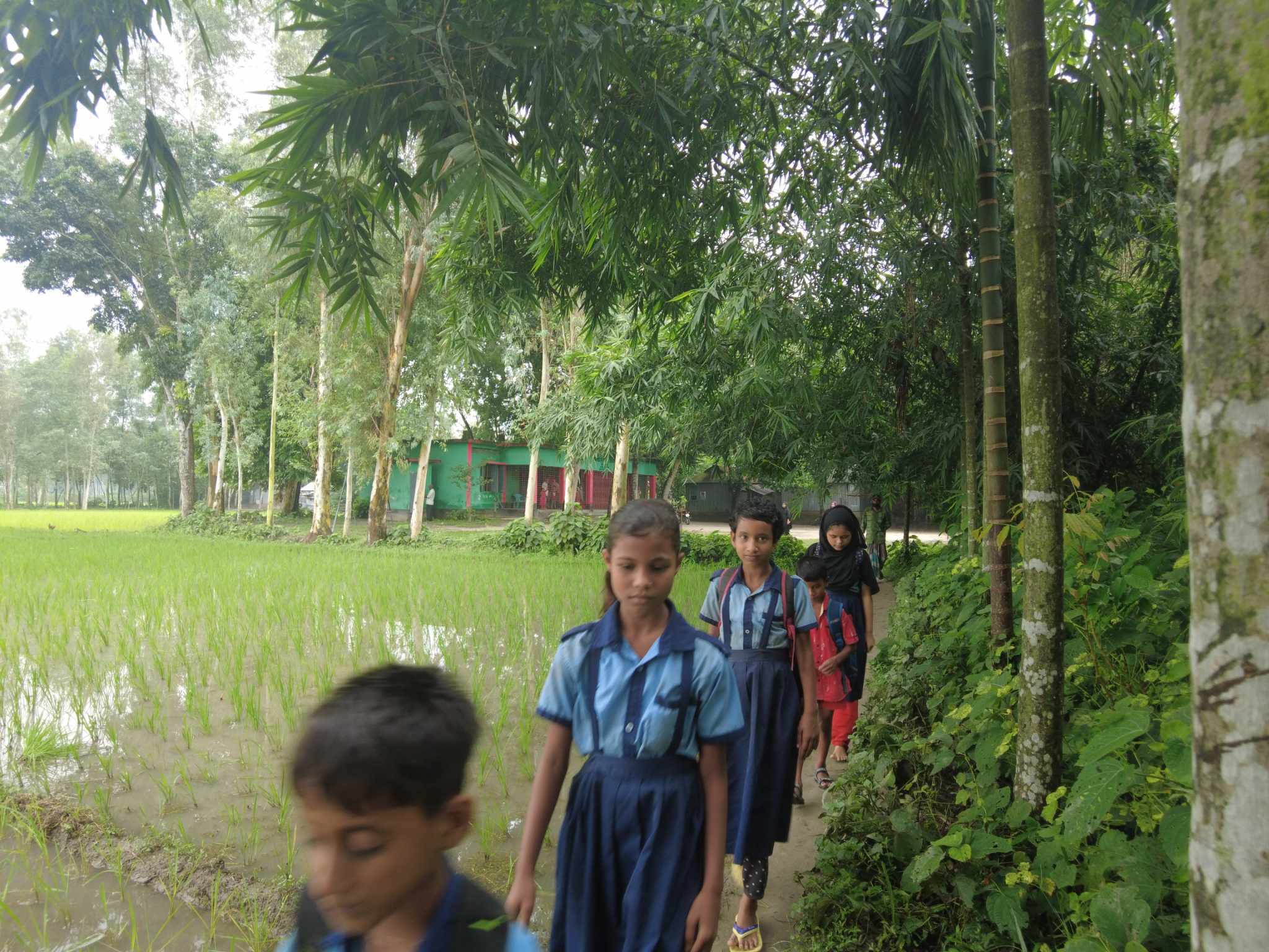 Children students suffer to go to school through field lanes