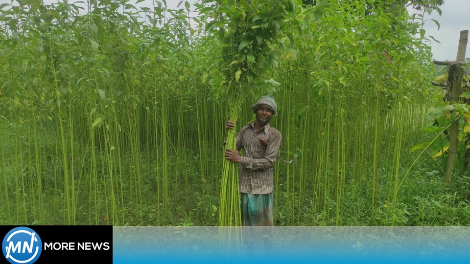 Bumper yield of jute in Tangail. Smile on the face of the farmerBumper yield of jute in Tangail. || Smile on the face of the farmer