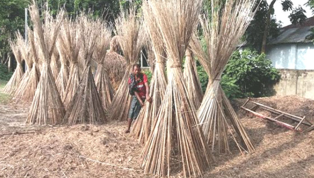 Sharsha upazila farmers benefited from the increase in the price of jute