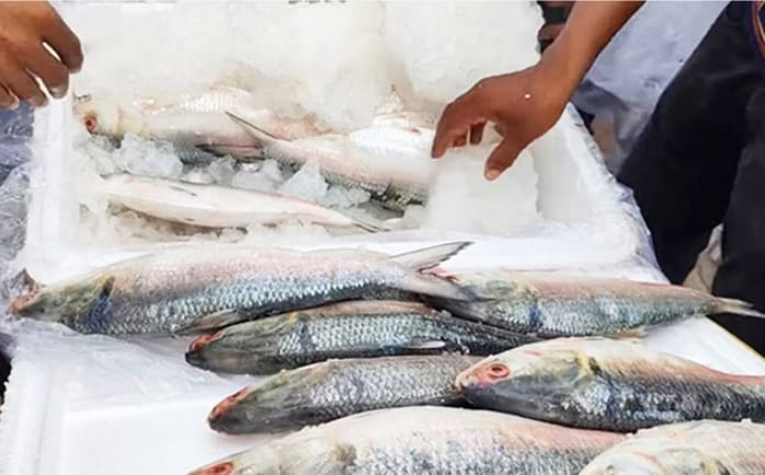 411 metric tons of hilsa went to India in seven days