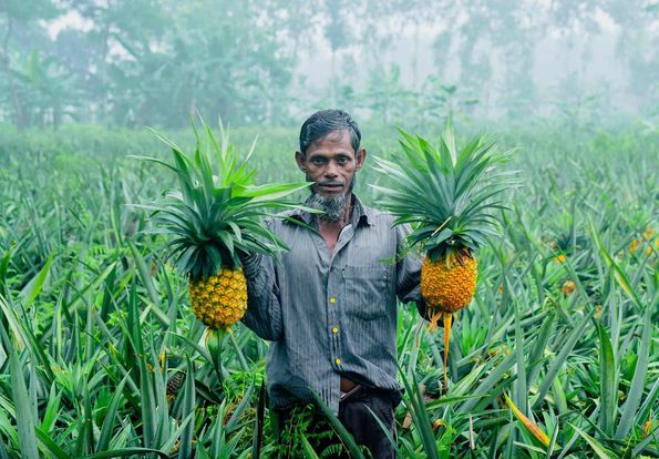 After receiving the pineapple GI certificate, the standards of acceptance of the claim are now intact
