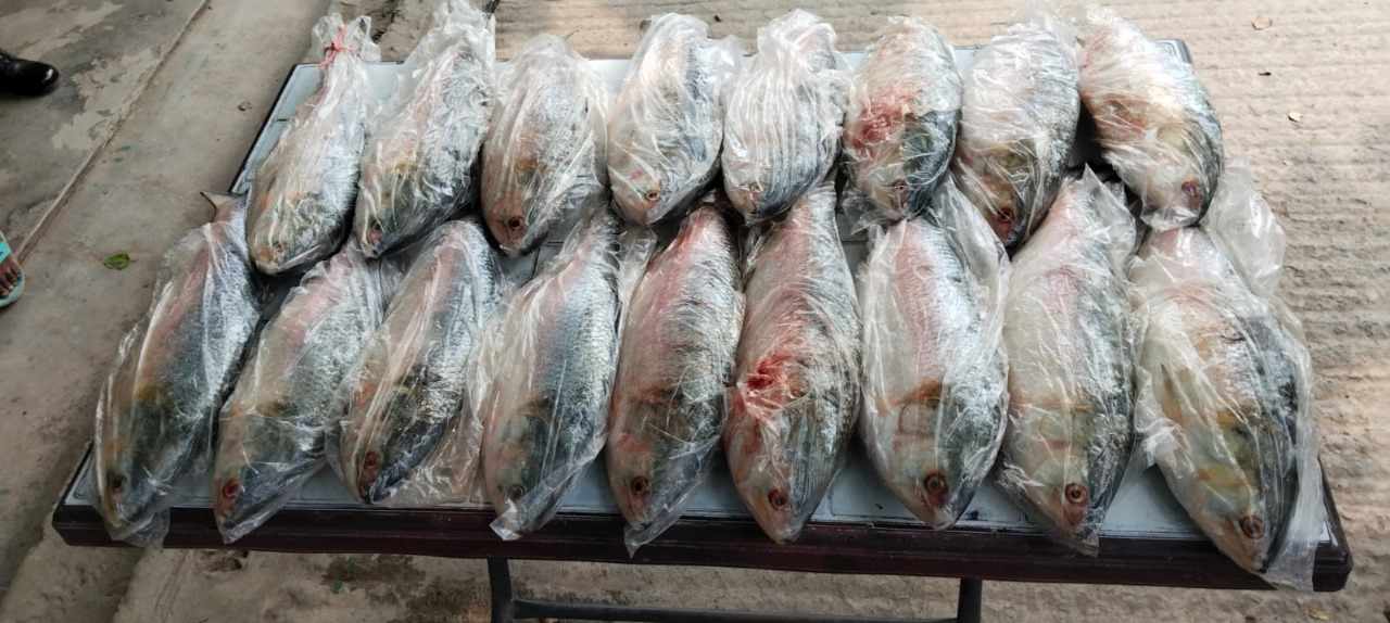 ভারতে ইলিশ মাছ পাচার করতে গিয়ে এক যুবক আটক