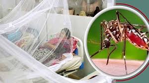 ২৪ ঘণ্টায় ডেঙ্গুতে আরও ৪ জনের মৃত্যু, হাসপাতালে ভর্তি ২৪৭