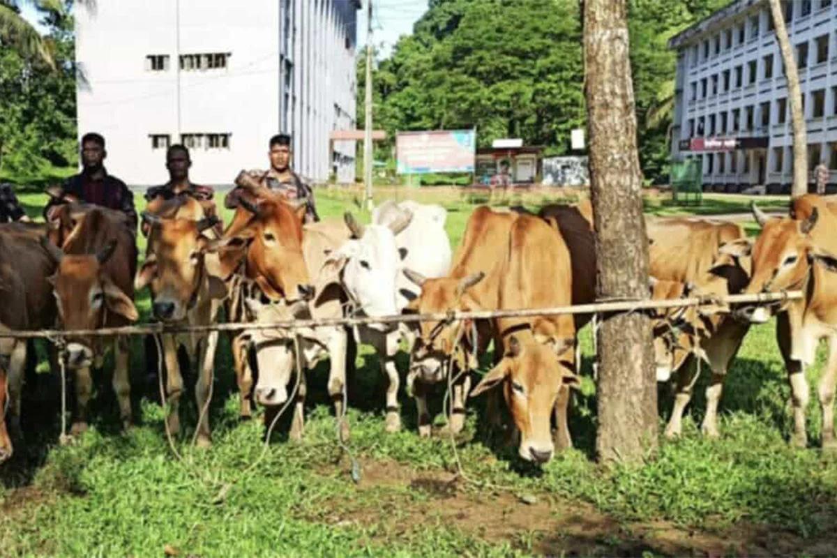 নাইক্ষ্যংছড়ি সীমান্তে মালিকবিহীন ১৫ বার্মিজ গরু জব্দ, বাজারমূল্য সাড়ে ২৫ লাখ টাকা