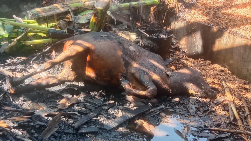 ঠাকুরগাঁও গড়েয়ায় আগুনে পুড়ে ছাই তিন গরু, নিঃস্ব ভ্যানচালক প্রাণ কৃষ্ণ