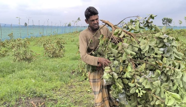 Miscreants cut down 300 guava trees due to past enmity