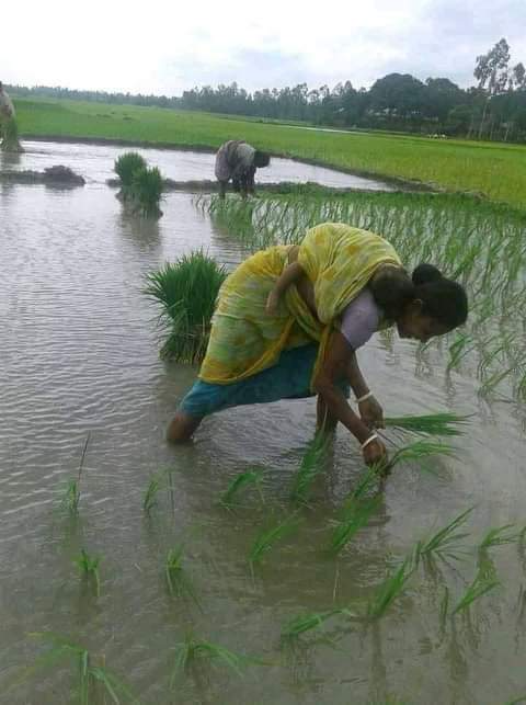 তেঁতুলিয়ায় পুরোদমে চলছে আমন ধান রোপণ, বাম্পার ফলনের আশায় কৃষক